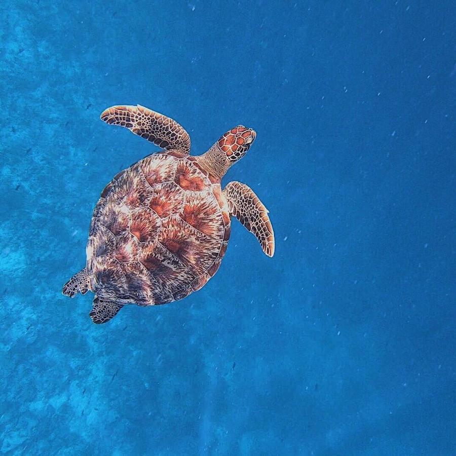 Medhufaru Inn Guraidhoo (Kaafu Atoll) Zewnętrze zdjęcie