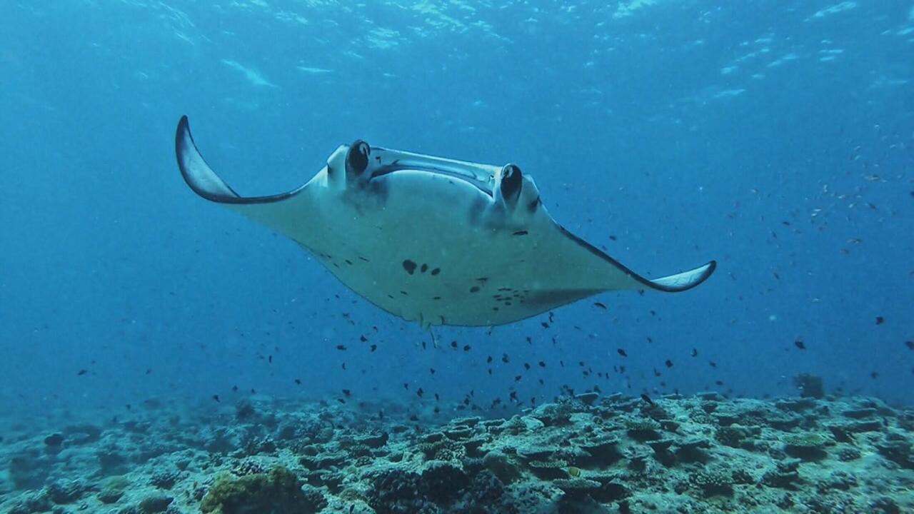 Medhufaru Inn Guraidhoo (Kaafu Atoll) Zewnętrze zdjęcie